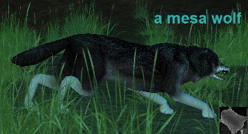 A mesa wolf